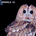 KarameLa xD - ait Kullanıcı Resmi (Avatar)
